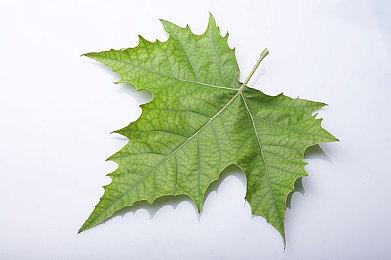 8月美国游戏销量：《麦登橄榄球22》第一 《对马岛之鬼》第二 《人类》第四